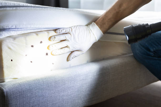 Best Wasp Removal Services  in Shenorock, NY