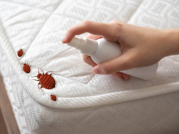 Reliable Shenorock, NY Pest Control Solutions