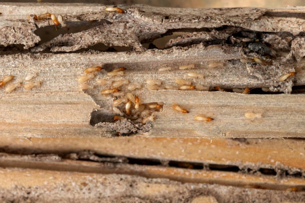 Spider Control Near Me in Shenorock, NY